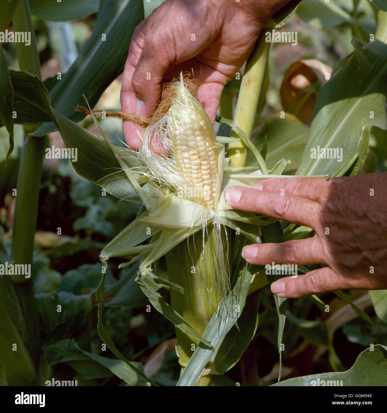 Butterscotch hires stock photography and images Alamy